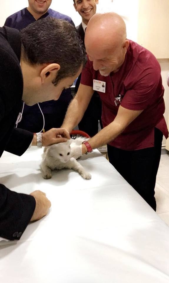 Kalbi duran kediyi hastanenin doktorları kurtardı