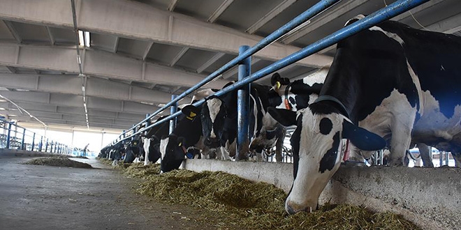 Devlet desteğiyle günde 5 bin litre süt üretiyor