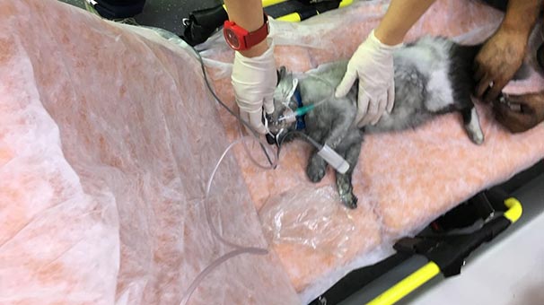 Alevlerin içinde kalan kediyi kalp masajı hayata döndürdü
