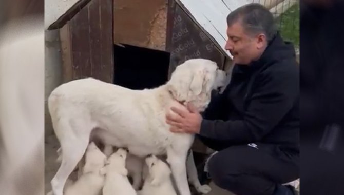 Sağlık Bakanı Koca, yavrulayan köpeği Sultan'la videosunu paylaştı