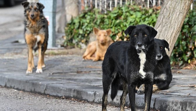 DSÖ'den "sahipsiz köpek popülasyonunun kontrolü ve aşılamanın kuduz vakaları için kritik önem taşıdığı" uyarısı