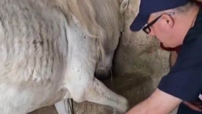 Ayağına Çivi Batan Atın Yardıma Veteriner Hekimler Koştu
