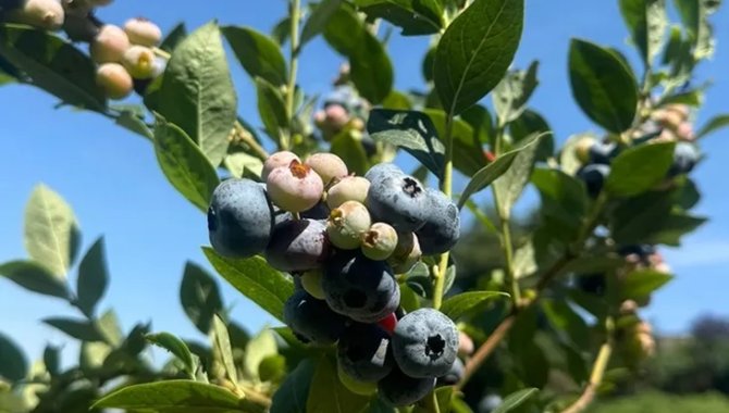 Aromatik bitkiler Şile'nin tarımsal potansiyelini artırıyor