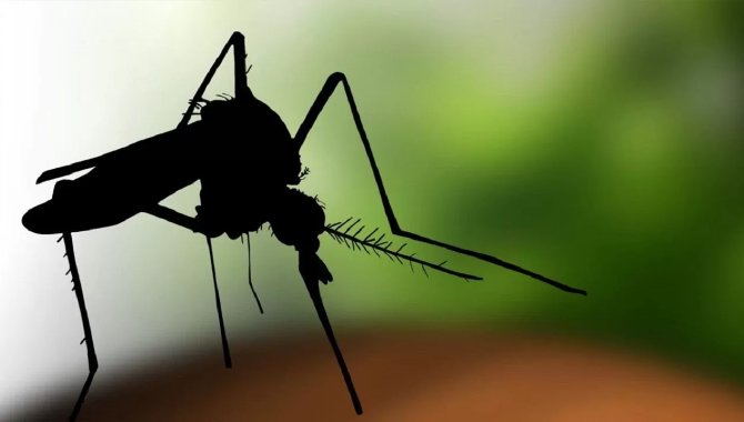 İsrail’de Batı Nil Virüsü Salgınında Ölü Sayısı 36’ya Yükseldi