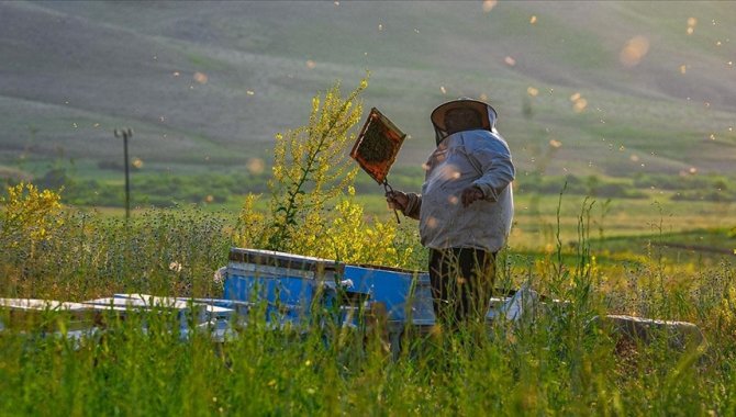 Erzurum'un yüksek rakımlı yaylaları arıcıların durağı oluyor