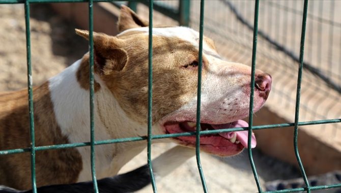 Muğla'da köpeğin saldırısına uğrayan çocuk yaralandı