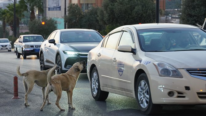 Irak'ın Süleymaniye kentinde sahipsiz köpeklerin halk için tehlike oluşturduğu belirtiliyor