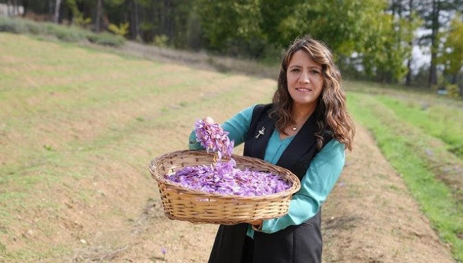 Safran yaprağı atıkları TÜBİTAK destekli projeyle fonksiyonel gıdaya dönüştürülecek