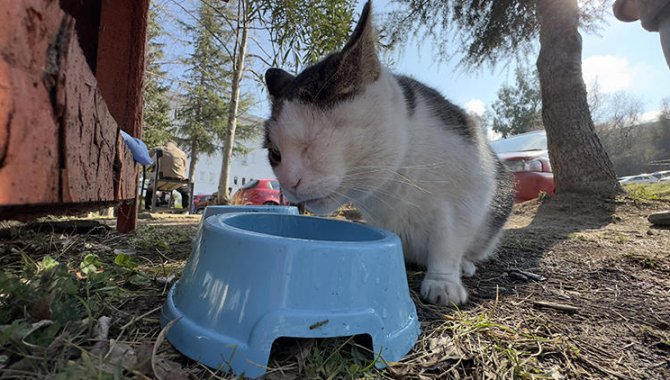 Görme engelli kedi "Korsan" diş hekimliği fakültesinin maskotu oldu