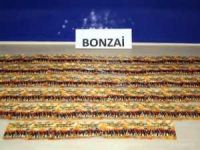 2014'ün ilk altı ayında 84 kilogram ''bonzai'' ele geçirildi