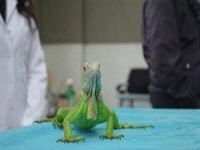 Parazitli iguana sahibini hasta etti