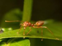Karıncadan küçük ama 8 milyon kişiyi hasta ediyor