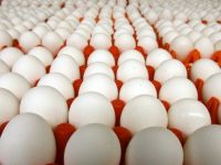 5 milyon adet bozuk yumurta ele geçirildi