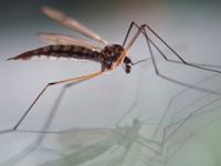 Sivrisinek ısırığını sakın kaşımayın