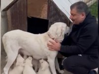Sağlık Bakanı Koca, yavrulayan köpeği Sultan'la videosunu paylaştı