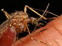 Hastalığa karşı genetiği değiştirilmiş sivrisinek