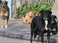 DSÖ'den "sahipsiz köpek popülasyonunun kontrolü ve aşılamanın kuduz vakaları için kritik önem taşıdığı" uyarısı