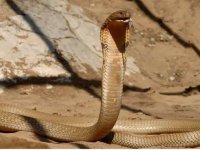 Hindistan'da bir kişi, kendisini ısıran zehirli yılanı 2 kez ısırarak öldürdü