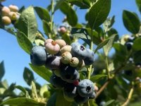 Aromatik bitkiler Şile'nin tarımsal potansiyelini artırıyor