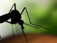 İsrail’de Batı Nil Virüsü Salgınında Ölü Sayısı 36’ya Yükseldi