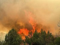 Türk Toraks Derneğinden orman yangınlarına ilişkin açıklama: