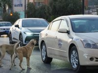 Irak'ın Süleymaniye kentinde sahipsiz köpeklerin halk için tehlike oluşturduğu belirtiliyor