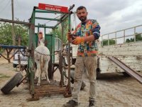 "Nalbulans" ile sahipsiz hayvanlara ücretsiz tırnak bakımı