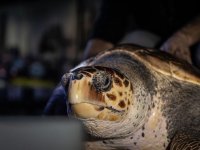 İstanbul'da 4 yıldır tedavi gören caretta caretta mavi sularla buluşacağı günü bekliyor