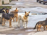 Afyonkarahisar'da köpeğini sokağa bırakana ceza uygulanacak