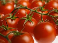 Kansere karşı günde beş domates