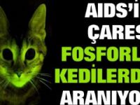 Fosforlu kediler AIDS araştırmalarına ışık tutuyor