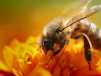 Arı sokmasına karşı aşı