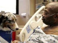 Evcil hayvanların tıbbi tedavide kullanılması sorgulanıyor / Video